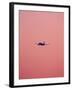 Pink Flight-Design Fabrikken-Framed Photographic Print