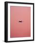 Pink Flight-Design Fabrikken-Framed Photographic Print