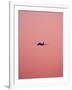 Pink Flight-Design Fabrikken-Framed Photographic Print