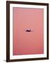 Pink Flight-Design Fabrikken-Framed Photographic Print