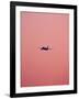 Pink Flight-Design Fabrikken-Framed Photographic Print