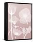 Pink Flora 3-Albert Koetsier-Framed Stretched Canvas