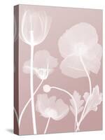 Pink Flora 3-Albert Koetsier-Stretched Canvas