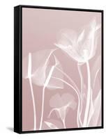 Pink Flora 5-Albert Koetsier-Framed Stretched Canvas