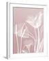 Pink Flora 5-Albert Koetsier-Framed Art Print