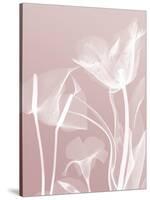 Pink Flora 5-Albert Koetsier-Stretched Canvas