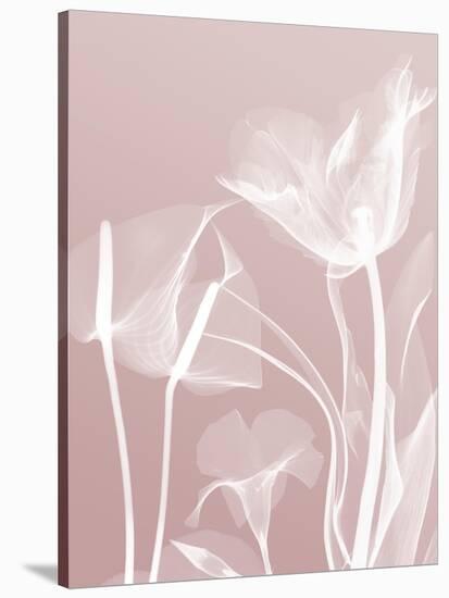 Pink Flora 5-Albert Koetsier-Stretched Canvas