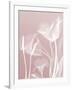 Pink Flora 5-Albert Koetsier-Framed Art Print