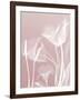 Pink Flora 5-Albert Koetsier-Framed Art Print