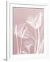 Pink Flora 5-Albert Koetsier-Framed Premium Giclee Print