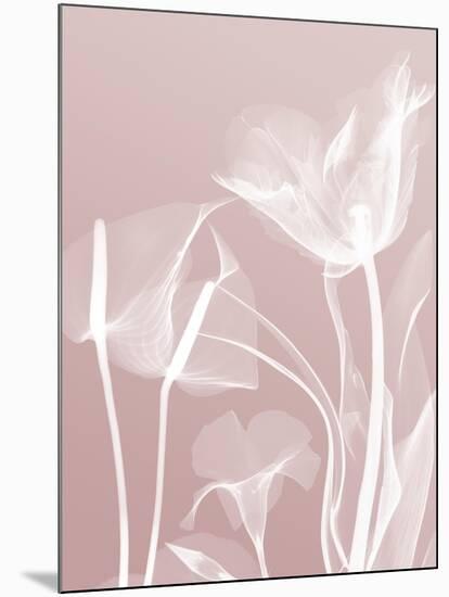 Pink Flora 5-Albert Koetsier-Mounted Premium Giclee Print