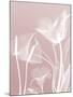 Pink Flora 5-Albert Koetsier-Mounted Premium Giclee Print