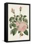 Pink Floral Mix II-Ridgeway-Framed Stretched Canvas