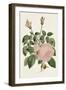 Pink Floral Mix II-Ridgeway-Framed Art Print