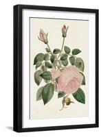 Pink Floral Mix II-Ridgeway-Framed Art Print