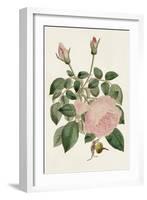 Pink Floral Mix II-Ridgeway-Framed Art Print