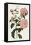 Pink Floral Mix IV-Ridgeway-Framed Stretched Canvas