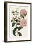 Pink Floral Mix IV-Ridgeway-Framed Art Print