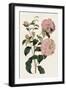 Pink Floral Mix IV-Ridgeway-Framed Art Print