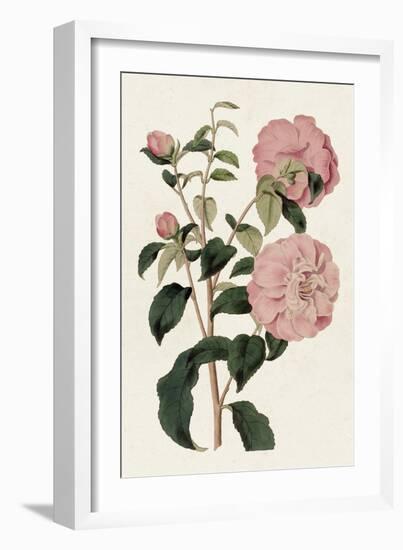 Pink Floral Mix IV-Ridgeway-Framed Art Print