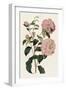 Pink Floral Mix IV-Ridgeway-Framed Art Print