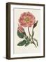 Pink Floral Mix IX-Ridgeway-Framed Art Print