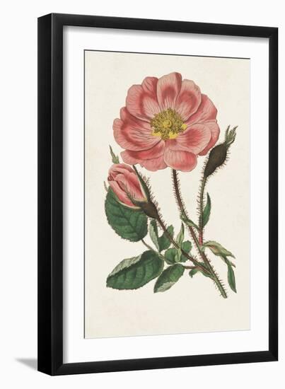 Pink Floral Mix IX-Ridgeway-Framed Art Print