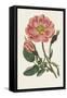 Pink Floral Mix IX-Ridgeway-Framed Stretched Canvas