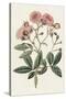 Pink Floral Mix V-Ridgeway-Stretched Canvas