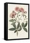 Pink Floral Mix V-Ridgeway-Framed Stretched Canvas