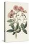 Pink Floral Mix V-Ridgeway-Stretched Canvas