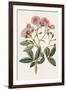 Pink Floral Mix V-Ridgeway-Framed Art Print
