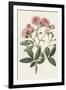 Pink Floral Mix V-Ridgeway-Framed Art Print