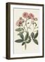 Pink Floral Mix V-Ridgeway-Framed Art Print