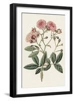 Pink Floral Mix V-Ridgeway-Framed Art Print