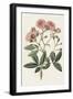 Pink Floral Mix V-Ridgeway-Framed Art Print