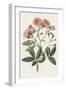 Pink Floral Mix V-Ridgeway-Framed Art Print