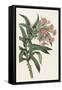 Pink Floral Mix VI-Ridgeway-Framed Stretched Canvas