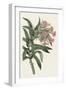 Pink Floral Mix VI-Ridgeway-Framed Art Print