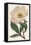 Pink Floral Mix VII-Ridgeway-Framed Stretched Canvas