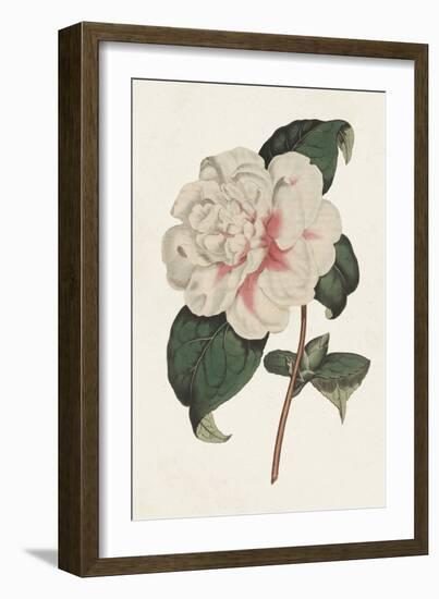 Pink Floral Mix VIII-Ridgeway-Framed Art Print