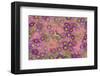 Pink floral pattern-Claire Westwood-Framed Premium Giclee Print