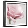 Pink Flower 01-Tom Quartermaine-Framed Giclee Print