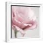 Pink Flower 01-Tom Quartermaine-Framed Giclee Print