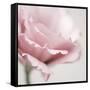 Pink Flower 01-Tom Quartermaine-Framed Stretched Canvas