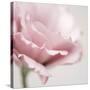 Pink Flower 01-Tom Quartermaine-Stretched Canvas