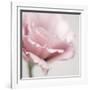 Pink Flower 01-Tom Quartermaine-Framed Giclee Print