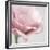 Pink Flower 01-Tom Quartermaine-Framed Giclee Print