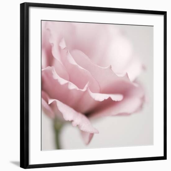 Pink Flower 01-Tom Quartermaine-Framed Giclee Print