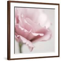 Pink Flower 01-Tom Quartermaine-Framed Giclee Print